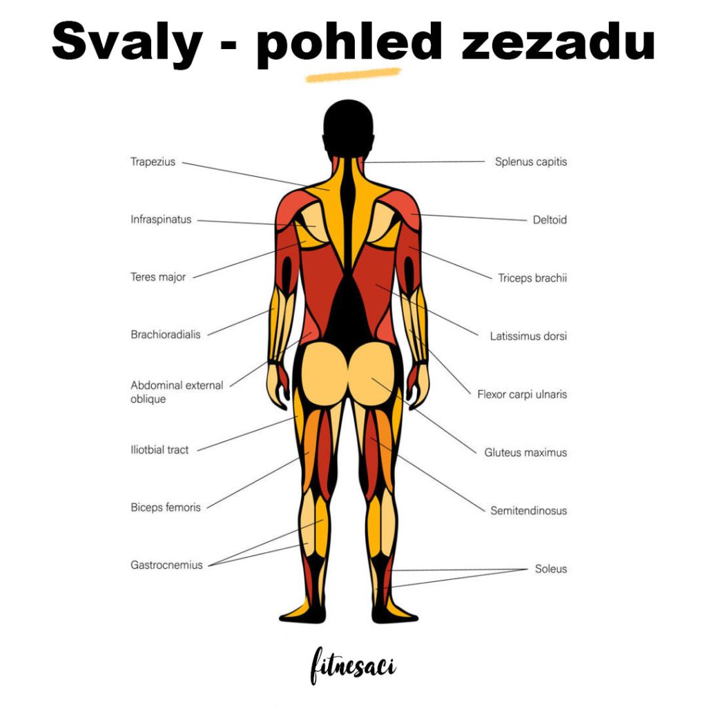 svaly-zad-anatomie-komplexn-pr-vodce-fitnesaci-cz